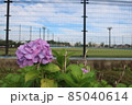 横浜市瀬谷本郷公園で咲く紫陽花と野球場 85040614