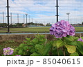 横浜市瀬谷本郷公園で咲く紫陽花と野球場 85040615