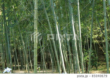 京都の竹藪 京都の竹藪 85040679
