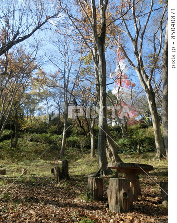テレビ塔・高田公園ハイキングコース休憩処より(高麗山・神奈川県平塚市) テレビ塔・高田公園ハイキングコース休憩処より(高麗山・神奈川県平塚市) 85040871
