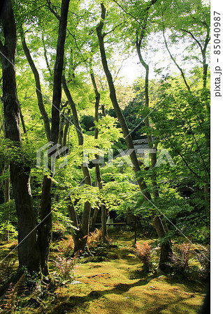 京都 祇王寺の苔庭 京都 祇王寺の苔庭 85040987