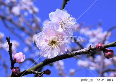 青空の下、淡いピンク色梅の花開く 85041003