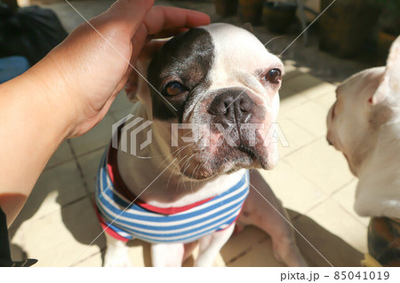 groping a dog, sleepy French bulldog or French bulldog. 85041019