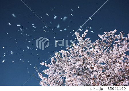 夜の桜吹雪 85041140