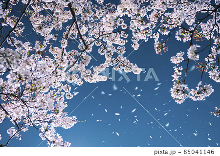 夜の桜吹雪 85041146