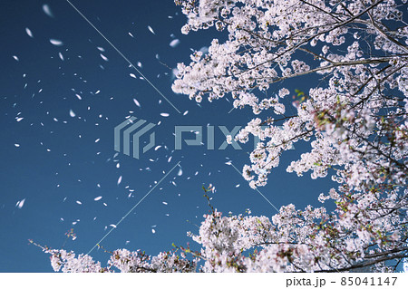 夜の桜吹雪 夜の桜吹雪 85041147