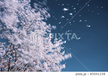 夜の桜吹雪 夜の桜吹雪 85041156