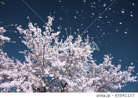 夜の桜吹雪の写真素材