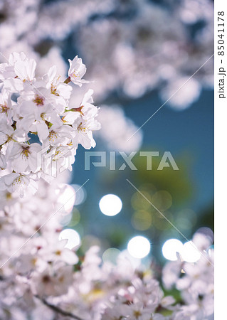 夜の桜 夜の桜 85041178