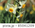美しく咲くスイセンの花 85041209