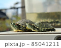 仲良く日光浴する亀 85041211