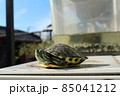 日光浴する亀 85041212
