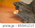 穴から顔を覗かすヘビ 85041213