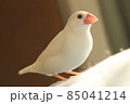 温かみのある文鳥 85041214
