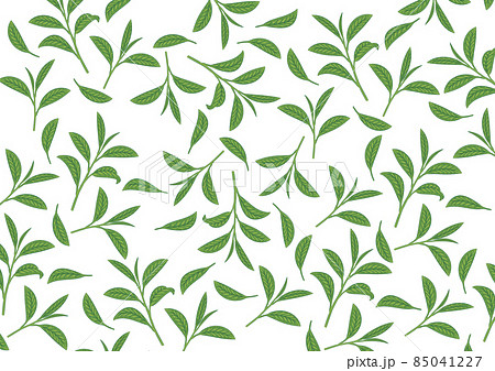 茶葉　葉っぱ柄　背景白 85041227