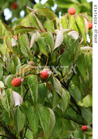 ヤマボウシの実　ヤマボウシ　ヤマグワ 85041419