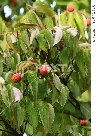 ヤマボウシの実　ヤマボウシ　ヤマグワ 85041420