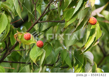 ヤマボウシの実　ヤマボウシ　ヤマグワ 85041422