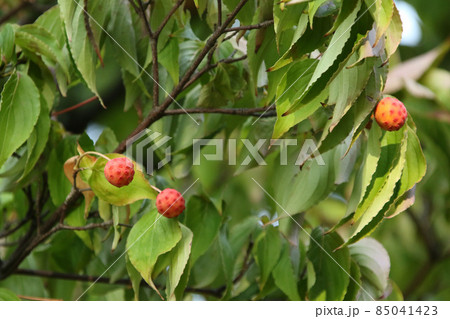 ヤマボウシの実 ヤマボウシ ヤマグワ ヤマボウシの実 ヤマボウシ ヤマグワ 85041423
