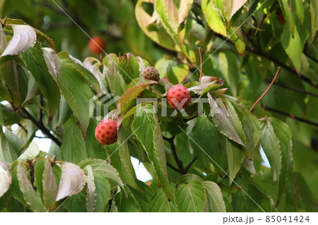 ヤマボウシの実　ヤマボウシ　ヤマグワ 85041424
