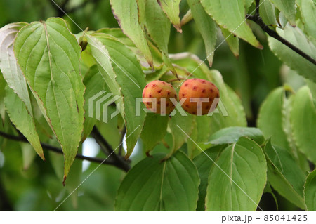 ヤマボウシの実 ヤマボウシ ヤマグワ ヤマボウシの実 ヤマボウシ ヤマグワ 85041425
