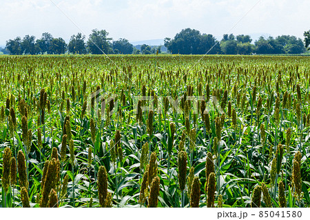 Great Millet field on summer in Lop Buri, agriculture Great Millet field on summer in Lop Buri, agriculture 85041580