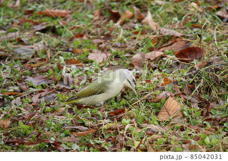 地上で虫を探すヤマゲラ キツツキ 北海道の野鳥 地上で虫を探すヤマゲラ キツツキ 北海道の野鳥 85042031