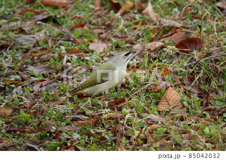地上で虫を探すヤマゲラ　キツツキ　北海道の野鳥 85042032