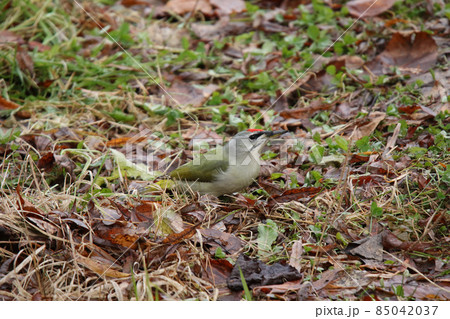 地上で虫を探すヤマゲラ キツツキ 北海道の野鳥 地上で虫を探すヤマゲラ キツツキ 北海道の野鳥 85042037