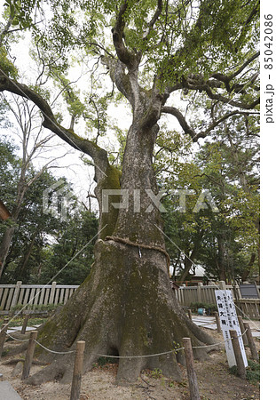 伊奘諾神宮（いざなぎじんぐう）夫婦大楠（兵庫県淡路市多賀） 85042086