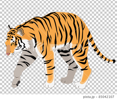 年賀イラスト素材：トラ 85042107
