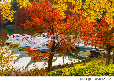 秋のグリーンピア春日井〈愛知県春日井市〉 秋のグリーンピア春日井〈愛知県春日井市〉 85042112