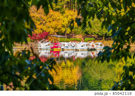 秋のグリーンピア春日井〈愛知県春日井市〉 85042119