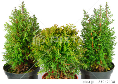 a plants isolated on white background 85042138