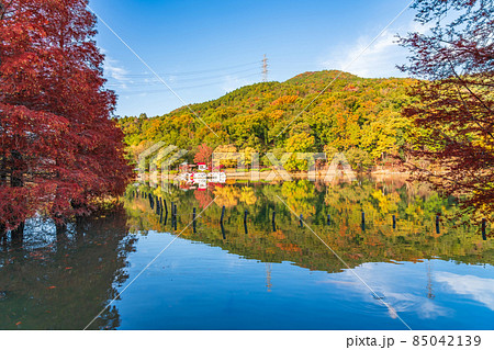 秋のグリーンピア春日井、ラクウショウの紅葉〈愛知県春日井市〉 秋のグリーンピア春日井、ラクウショウの紅葉〈愛知県春日井市〉 85042139