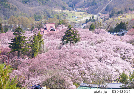 高遠城の桜海 85042614