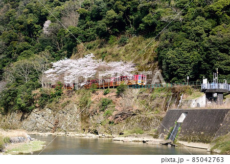 京都の嵯峨野トロッコ列車 桜満開の保津川 亀岡駅前 京都の嵯峨野トロッコ列車 桜満開の保津川 亀岡駅前 85042763
