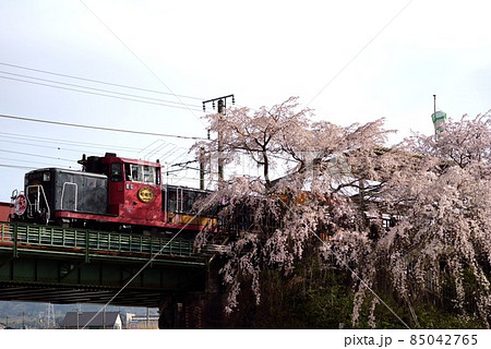 京都の嵯峨野トロッコ列車 桜満開の亀岡駅前 京都の嵯峨野トロッコ列車 桜満開の亀岡駅前 85042765