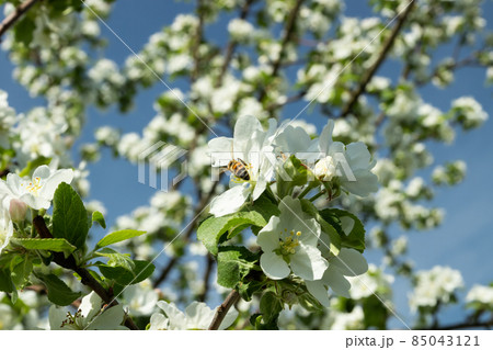 Honey bee pollinating apple blossom in spring garden 85043121