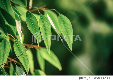 Eucalyptus green leaves Eucalyptus green leaves 85043234