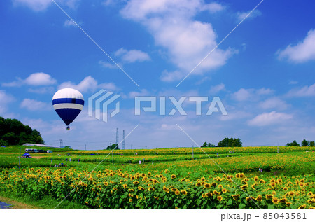 三本木ひまわりの丘と気球（宮城県大崎市） 85043581
