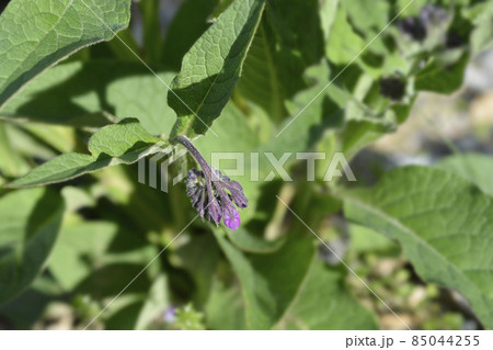 Common comfrey 85044255