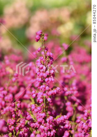 Pink bell heather 85044270