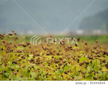 蕎麦の可愛い白い花が咲いた後にプリプリのそばの実がたくさん実る 85044604