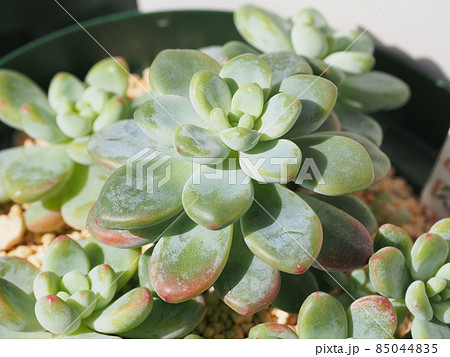 多肉植物寄せ植え 多肉植物寄せ植え 85044835