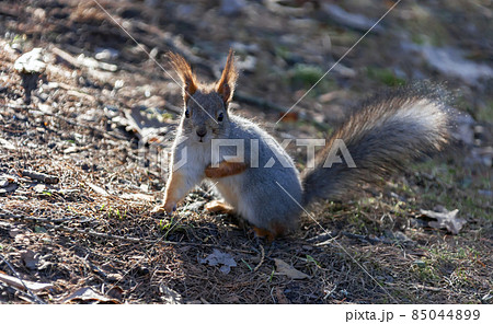 Common Northern European squirrel in winter fur on sunny spring day. 85044899