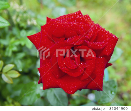 Bright red rose with drops of water on the petals after the rain. Bright red rose with drops of water on the petals after the rain. 85044900