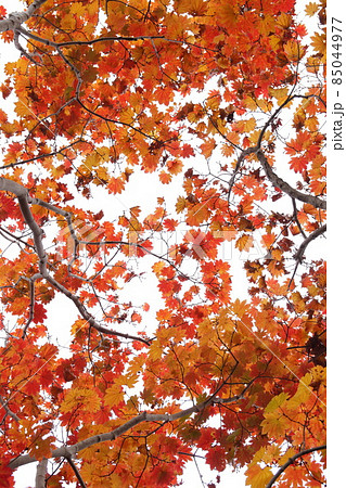 紅葉 85044977