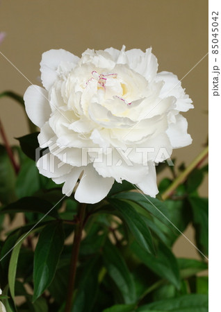 白色の芍薬 85045042