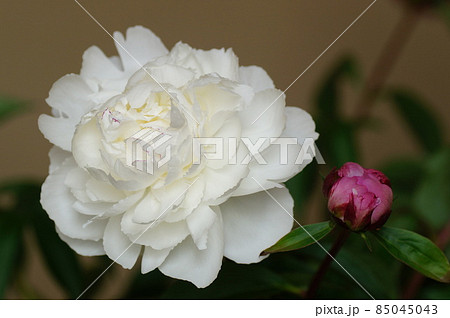 白色の芍薬 85045043